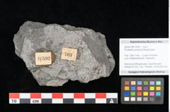 Foto (Objekt + Etikett) von Thinnfeldia lunzensis Ettingshausen (NHMW-GEO-2024-0188-10592)